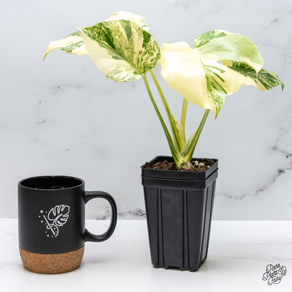 Monstera Deliciosa 'Creme Brûlée' (wk50-D)