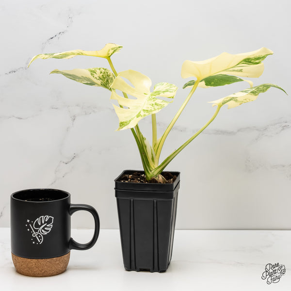 Monstera Deliciosa 'Creme Brûlée' (wk6-UL)