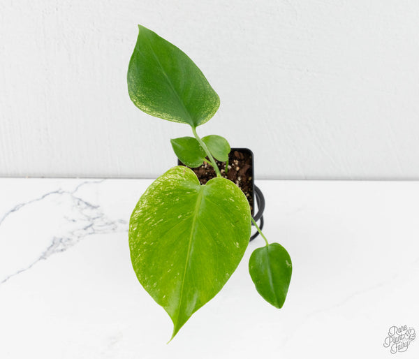 Monstera deliciosa 'Devil Monster' (wk11-UG)