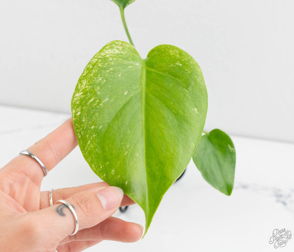 Monstera deliciosa 'Devil Monster' (wk11-UG)