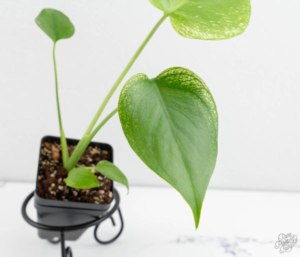 Monstera deliciosa 'Devil Monster' (wk11-UG)