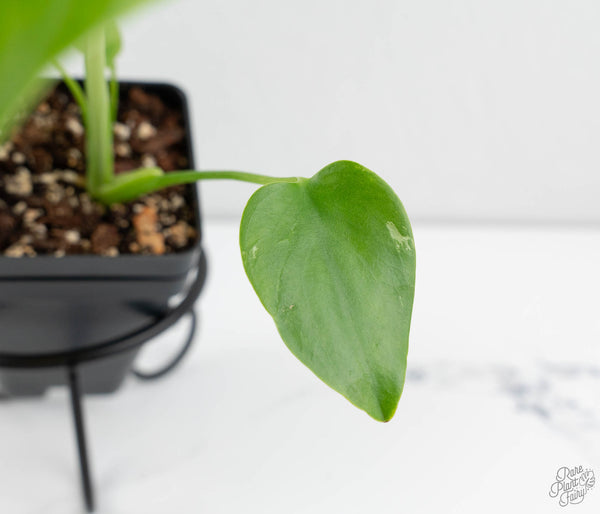 Monstera deliciosa 'Devil Monster' (wk11-UG)