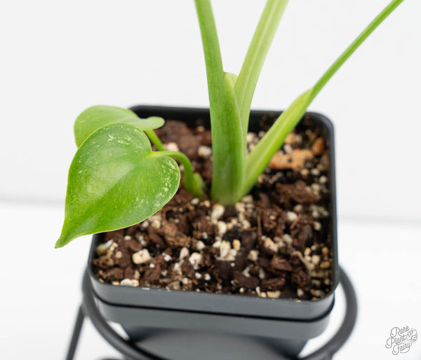 Monstera deliciosa 'Devil Monster' (wk11-UG)