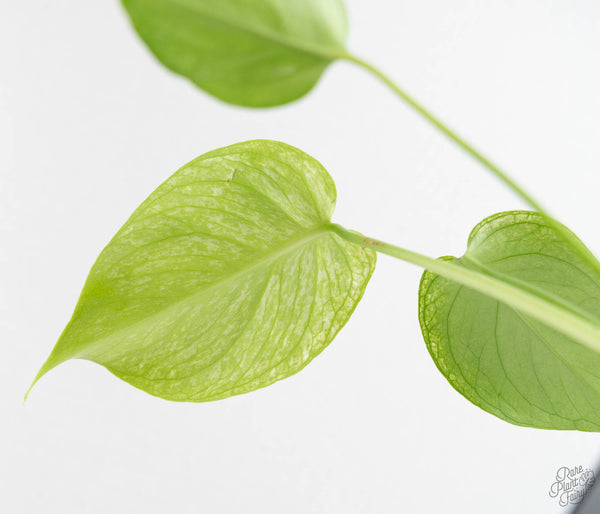 Monstera deliciosa 'Devil Monster' (wk11-UG)