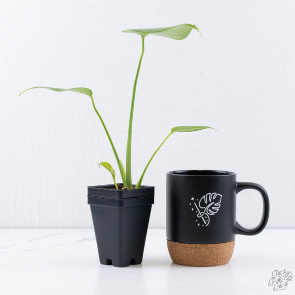 Monstera deliciosa 'Devil Monster' (wk11-UU)