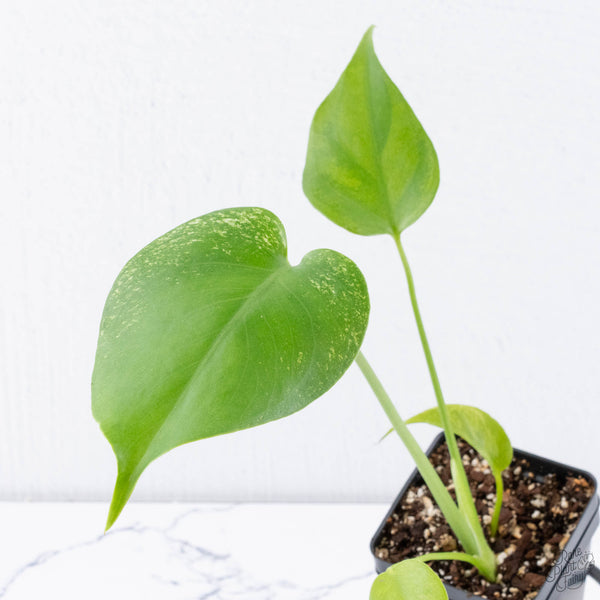 Monstera deliciosa 'Devil Monster' (wk11-UU)