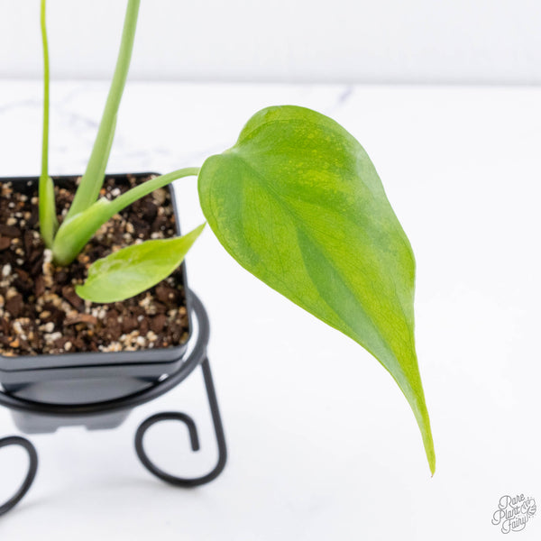 Monstera deliciosa 'Devil Monster' (wk11-UU)