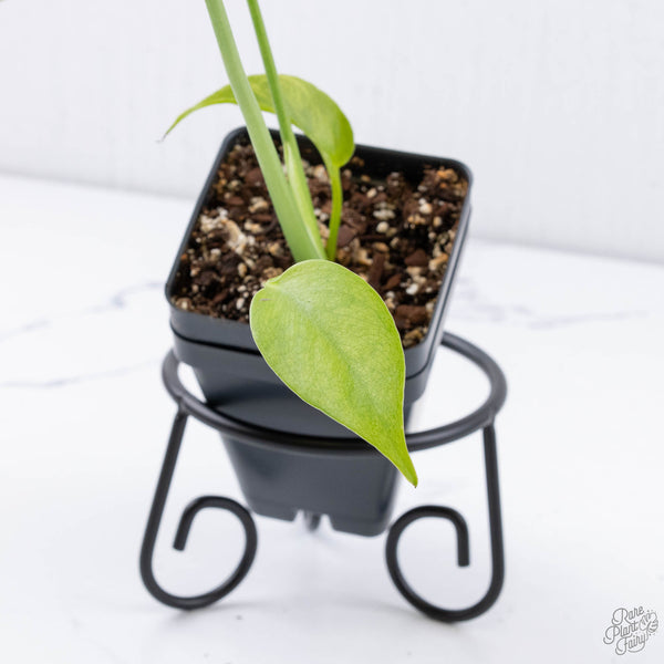 Monstera deliciosa 'Devil Monster' (wk11-UU)