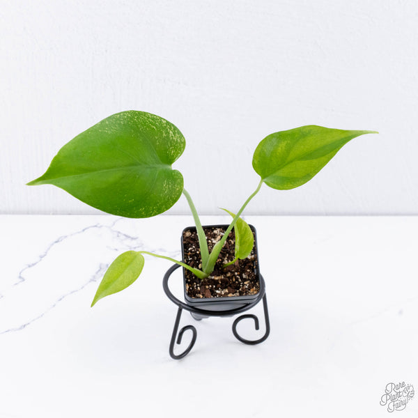 Monstera deliciosa 'Devil Monster' (wk11-UU)