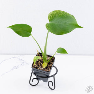 Monstera deliciosa 'Devil Monster' (wk11-UV)