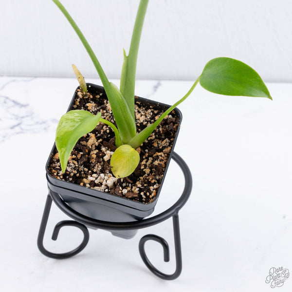 Monstera deliciosa 'Devil Monster' (wk11-UV)