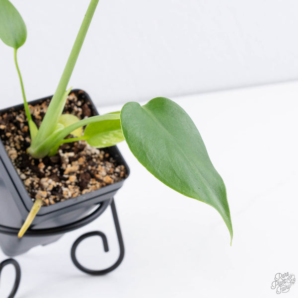 Monstera deliciosa 'Devil Monster' (wk11-UV)