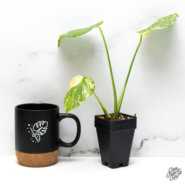 Monstera Deliciosa 'Electrolyte' (wk46-AB)