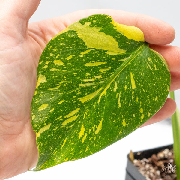 Monstera Deliciosa 'Electrolyte' (wk46-AB)