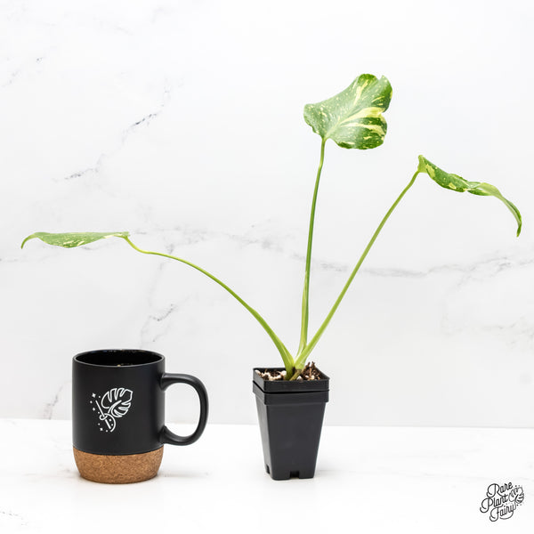 Monstera Deliciosa 'Electrolyte' (wk4-UK)