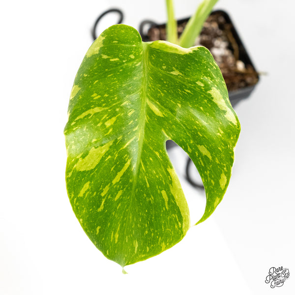 Monstera Deliciosa 'Electrolyte' (wk4-UK)