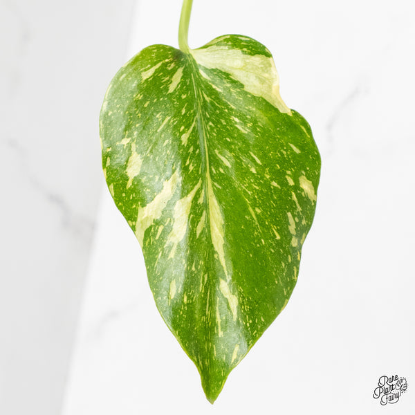 Monstera Deliciosa 'Electrolyte' (wk4-UK)