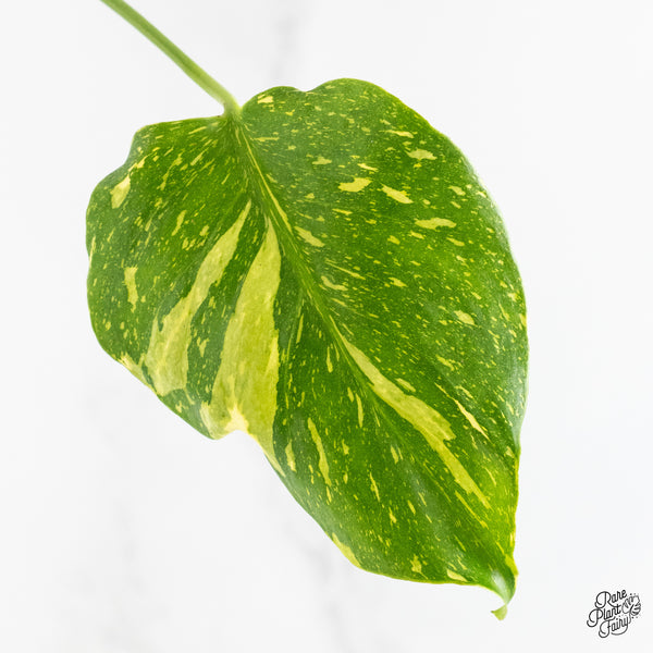 Monstera Deliciosa 'Electrolyte' (wk4-UK)