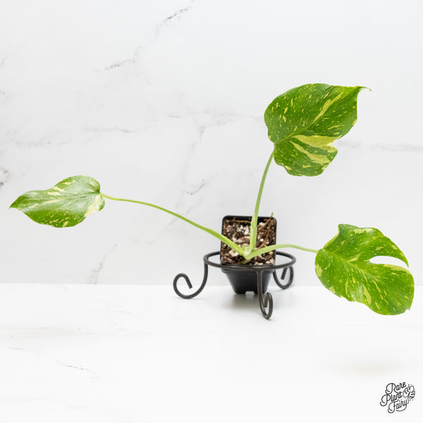 Monstera Deliciosa 'Electrolyte' (wk4-UK)