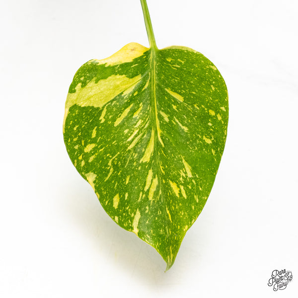 Monstera Deliciosa 'Electrolyte' (wk4-UL)