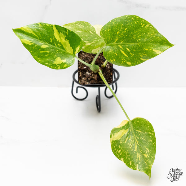 Monstera Deliciosa 'Electrolyte' (wk4-UL)