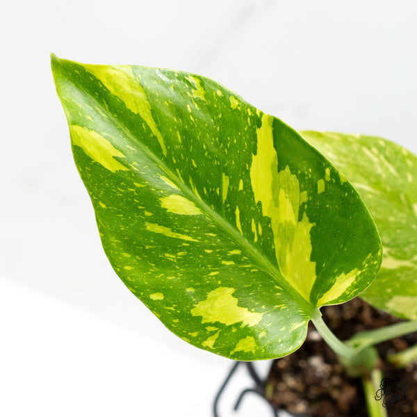 Monstera Deliciosa 'Electrolyte' (wk4-UL)