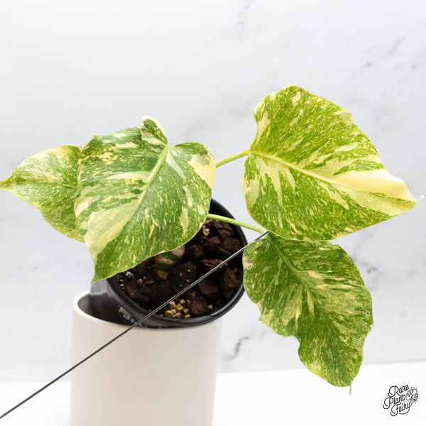 Monstera Deliciosa 'Fairy Dust'  (wk45-M)