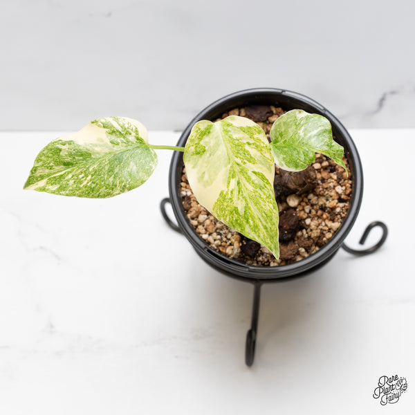 Monstera Deliciosa 'Fairy Dust'  (wk47-UM)