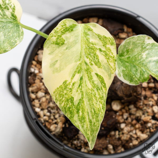 Monstera Deliciosa 'Fairy Dust'  (wk47-UM)