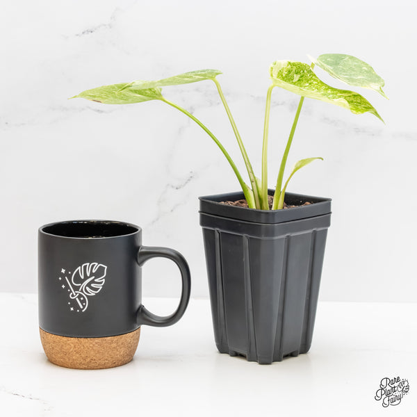 Monstera Deliciosa 'Fairy Dust'  (wk4-UA)