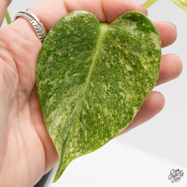 Monstera Deliciosa 'Fairy Dust'  (wk4-UA)