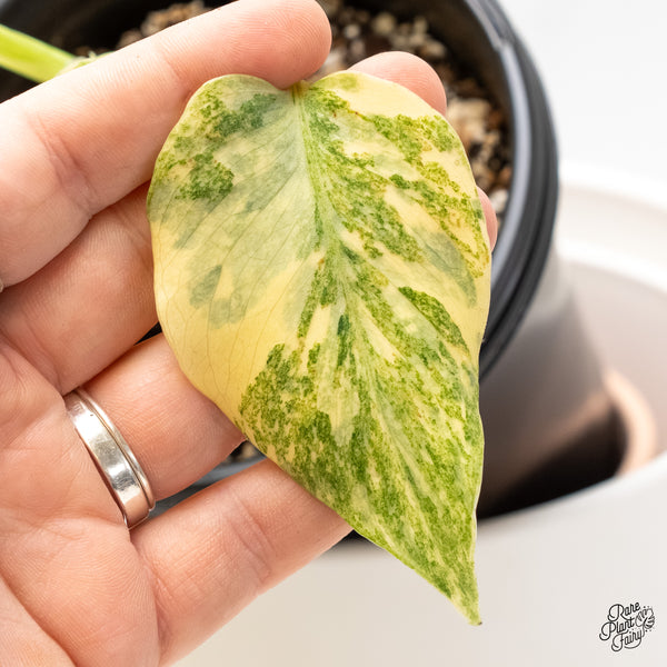 Monstera Deliciosa 'Fairy Dust' (wk5-UR)