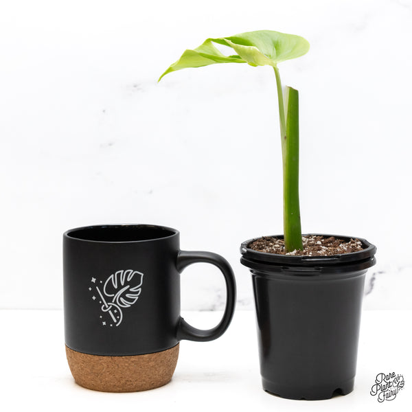 Monstera Deliciosa 'Hurricane' (wk42-K)