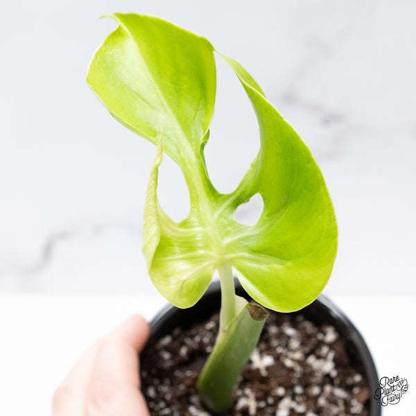 Monstera Deliciosa 'Hurricane' (wk42-K)