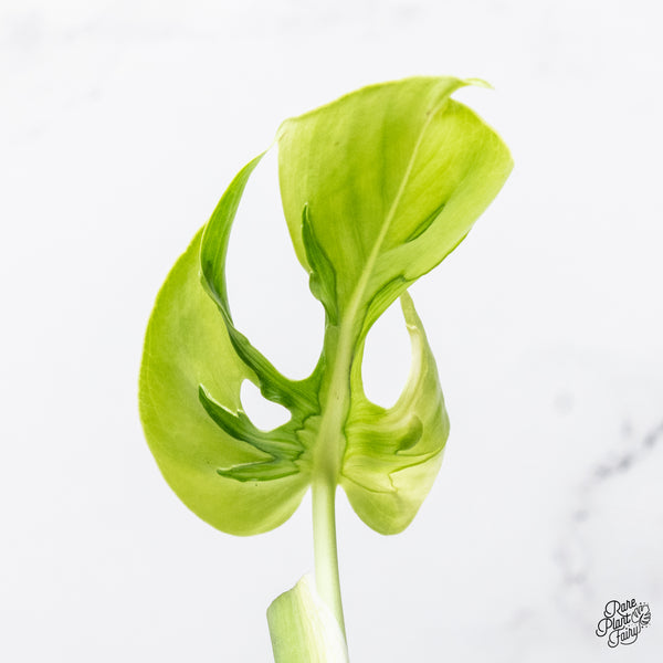 Monstera Deliciosa 'Hurricane' (wk42-K)