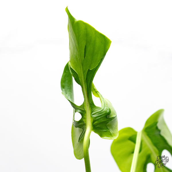 Monstera Deliciosa 'Hurricane' (wk50-UC)