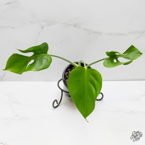 Monstera Deliciosa 'Hurricane' (wk6-UG)