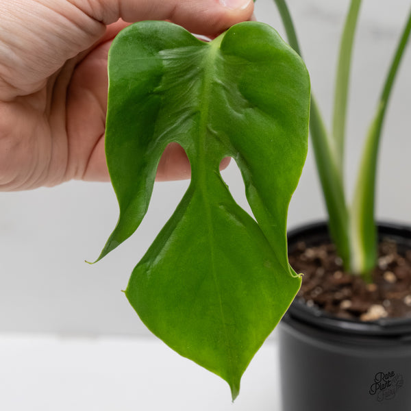 Monstera Deliciosa 'Hurricane' (wk6-UG)
