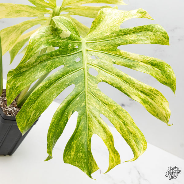 Monstera Deliciosa 'Legacy' (wk48-UI)