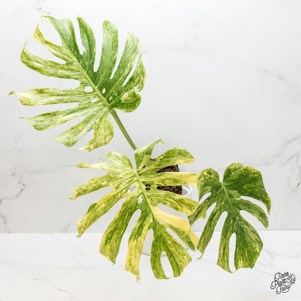 Monstera Deliciosa 'Legacy' (wk4-UG)