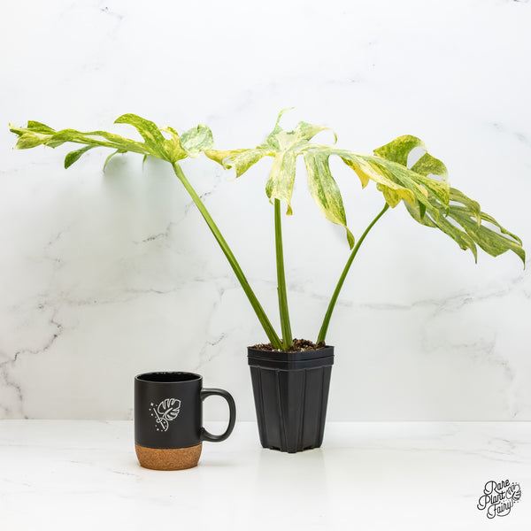 Monstera Deliciosa 'Legacy' (wk4-UG)