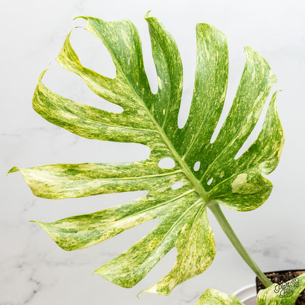 Monstera Deliciosa 'Legacy' (wk4-UG)