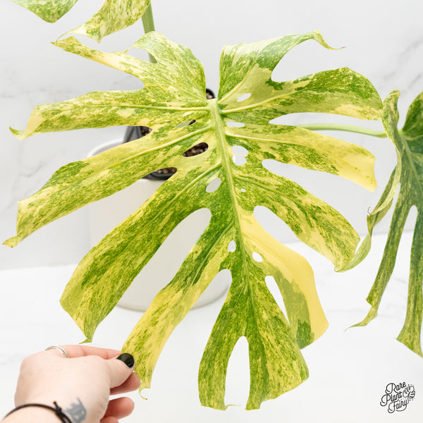 Monstera Deliciosa 'Legacy' (wk4-UG)