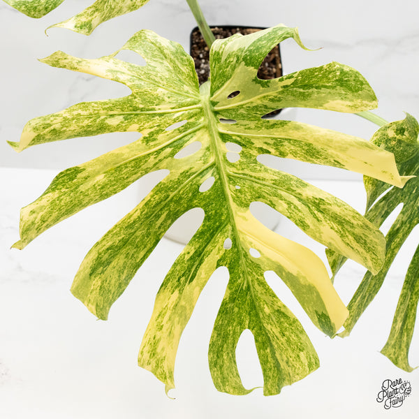 Monstera Deliciosa 'Legacy' (wk4-UG)