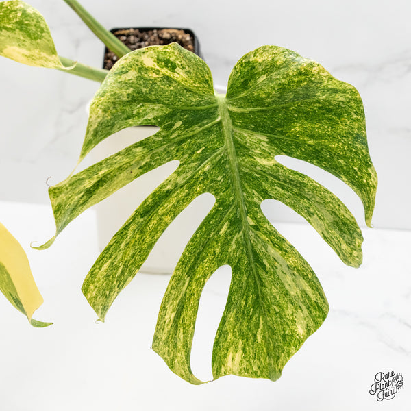 Monstera Deliciosa 'Legacy' (wk4-UG)
