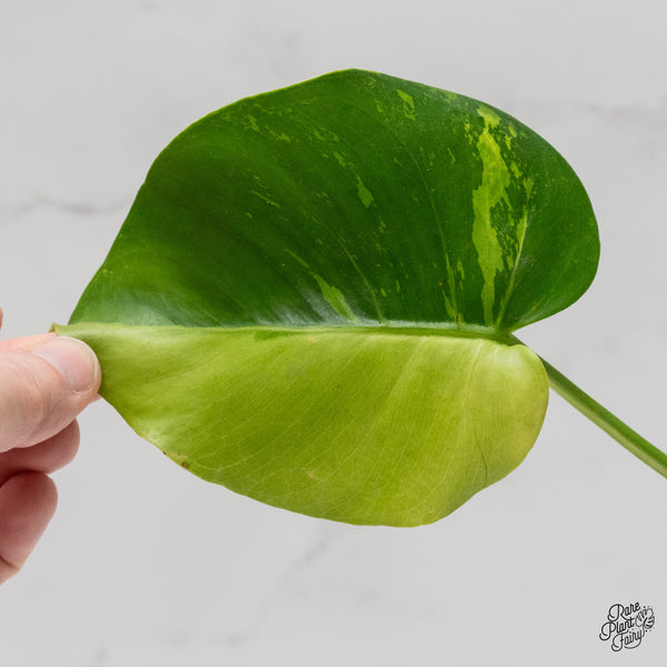 Monstera Deliciosa 'Light Lime' (wk52-UB)