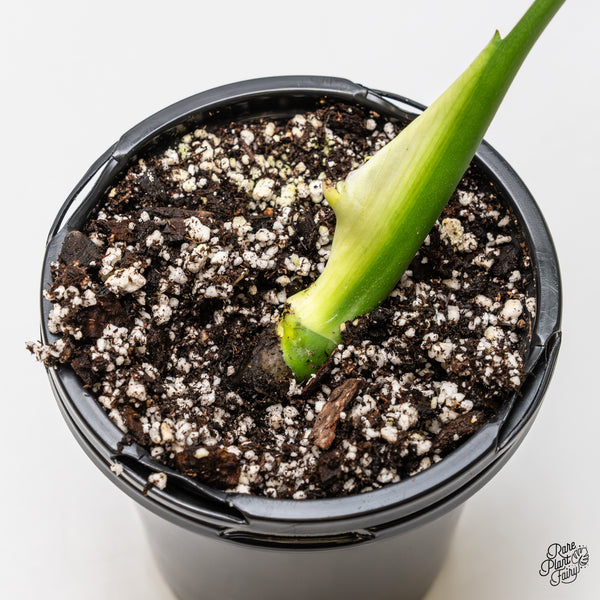 Monstera Deliciosa 'Light Lime' (wk52-UB)