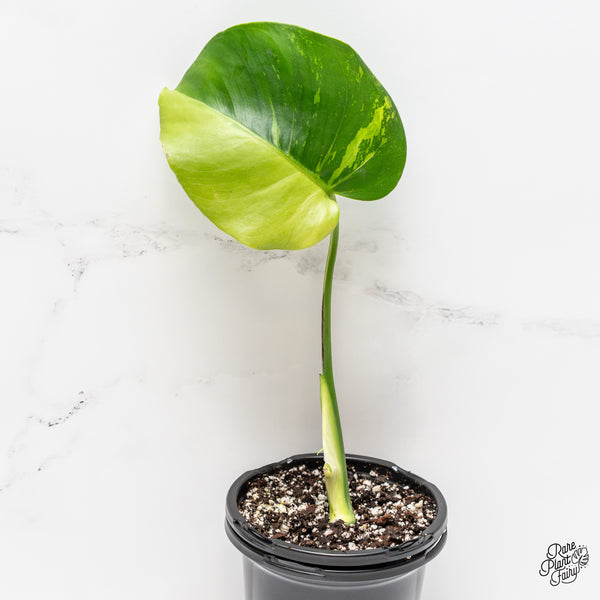 Monstera Deliciosa 'Light Lime' (wk52-UB)