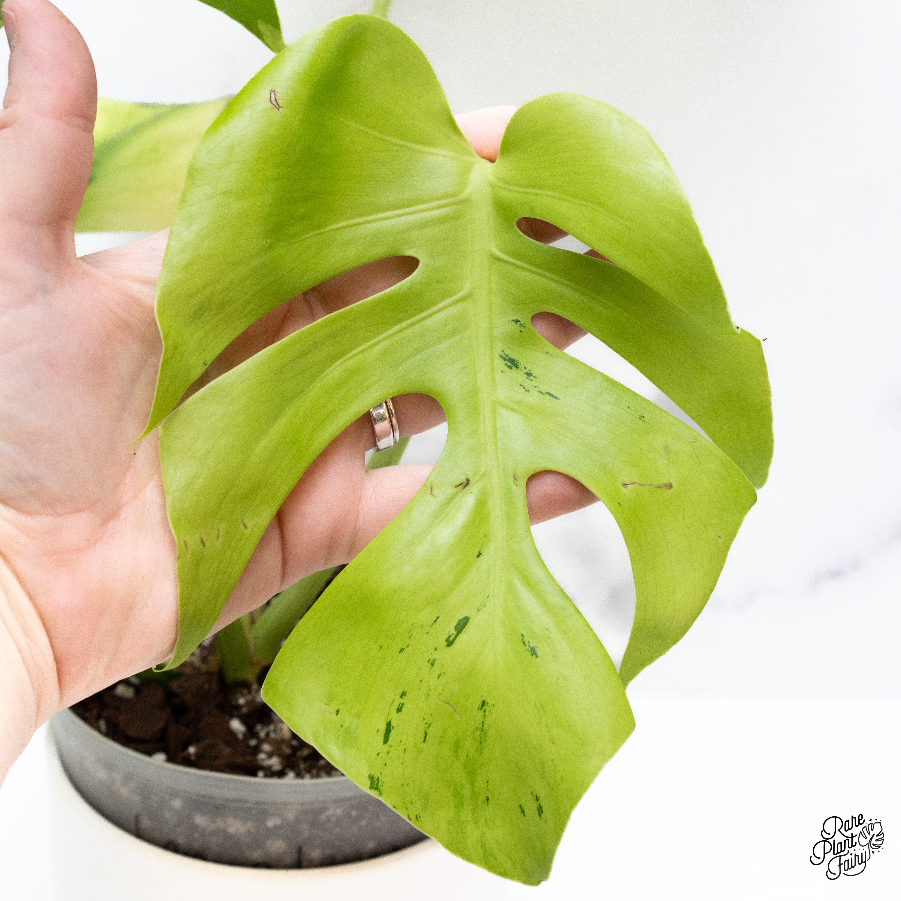 Monstera 'Light Lime' (wk38-O) – Rare Plant Fairy