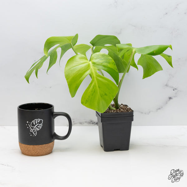 Monstera 'Light Lime' (wk49-UC)